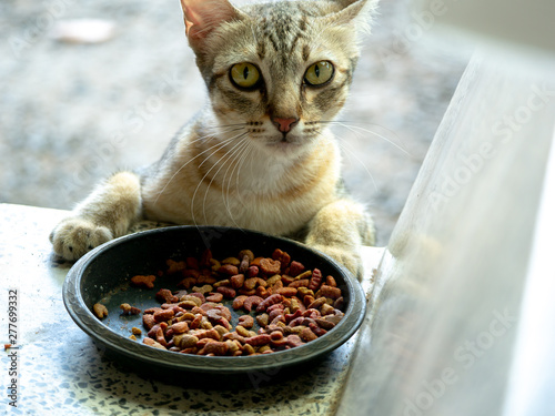 Stray Cat Secretly Eat Food