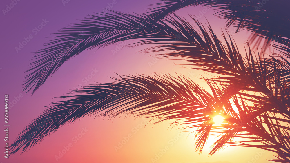 Silhouette of palm leaves against sunset. Summer vacation.