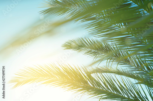 Palm leaves against blue sky at windy weather. Sea breeze, summer vacation. photo