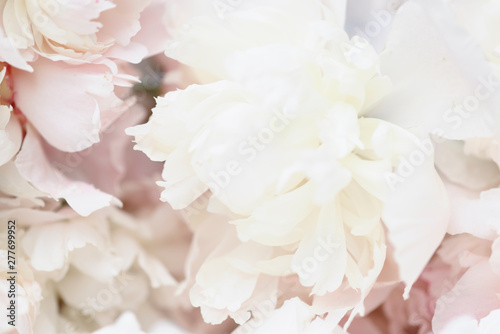 White peony flowers close up
