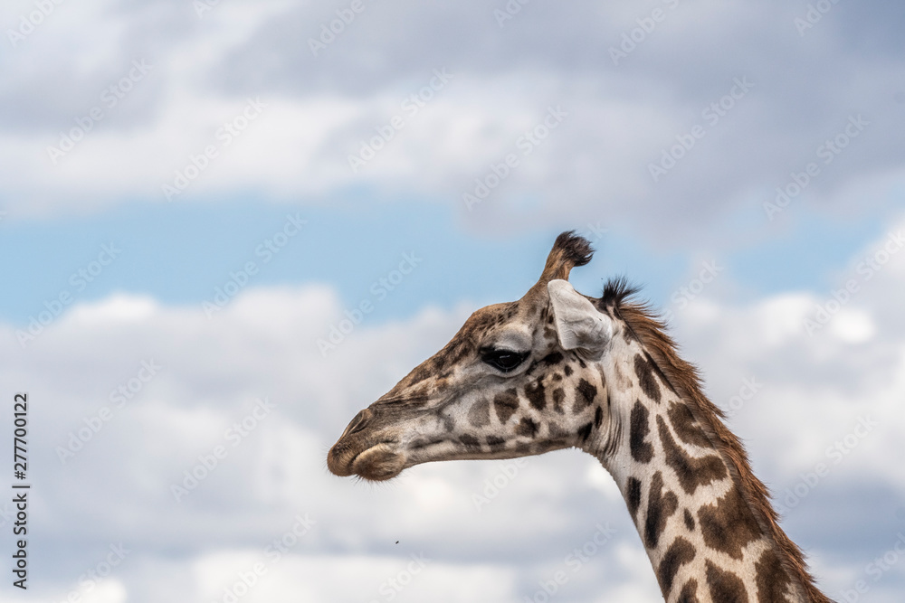 Two adult giraffe making love during day in Maasai mara Two adult giraffe making love during day in Maasai mara