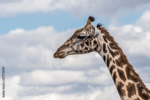 Two adult giraffe making love during day in Maasai mara