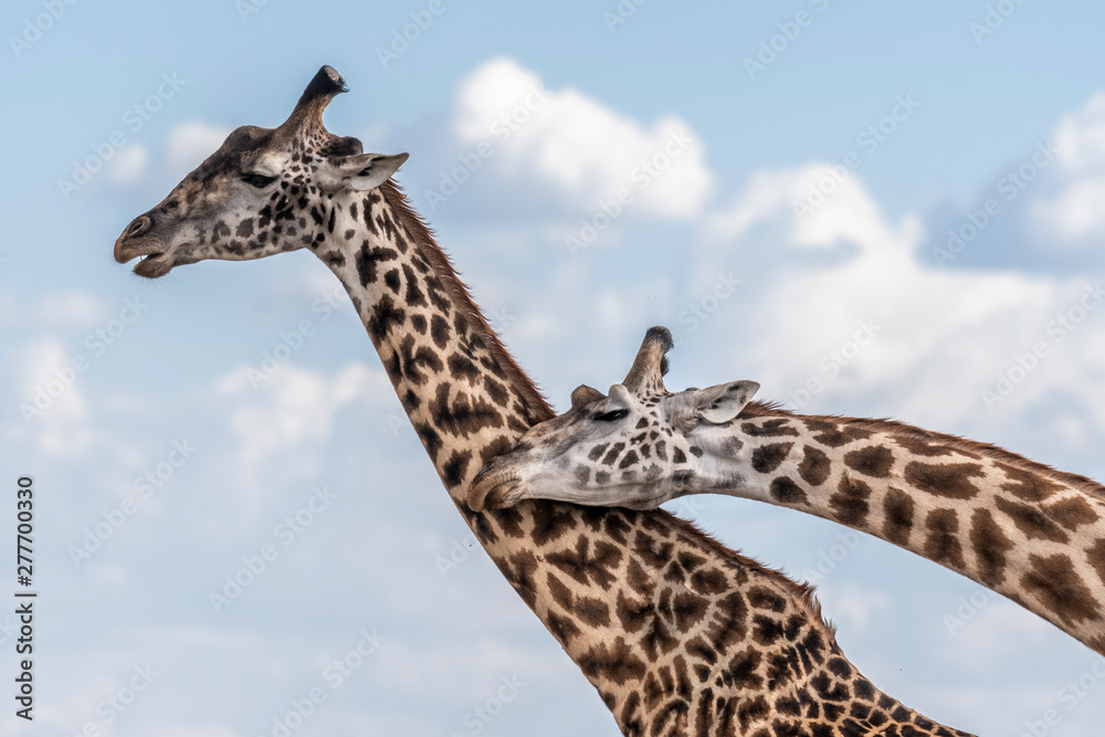 Two adult giraffe making love during day in Maasai mara Two adult giraffe making love during day in Maasai mara
