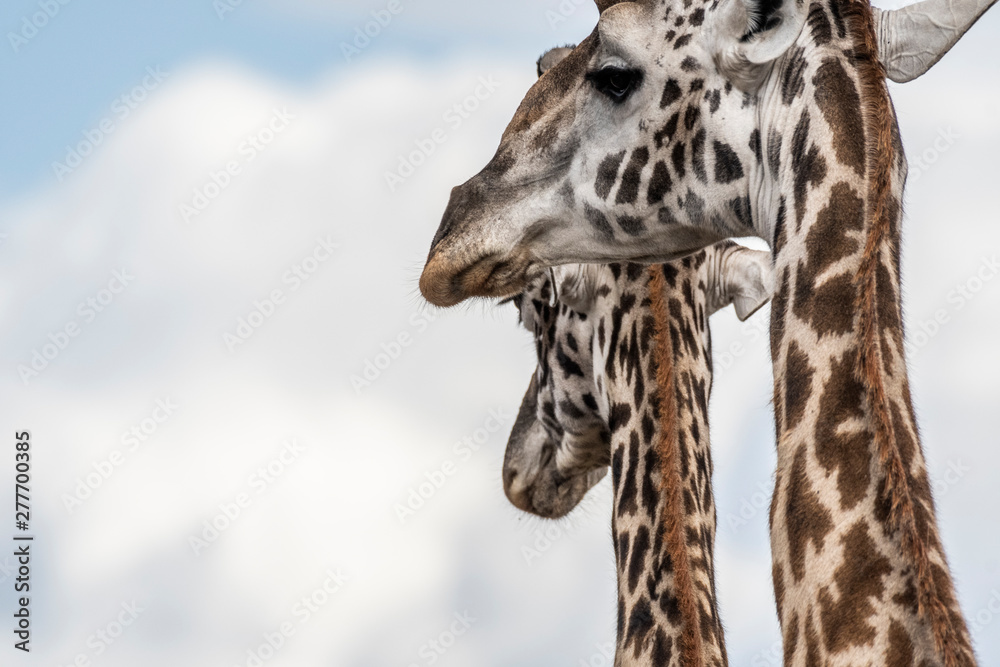 Two adult giraffe making love during day in Maasai mara Two adult giraffe making love during day in Maasai mara