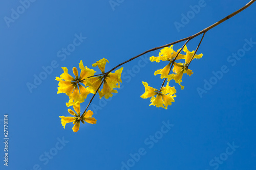 Yellow tabebuia flowers blossom on the blue sky background