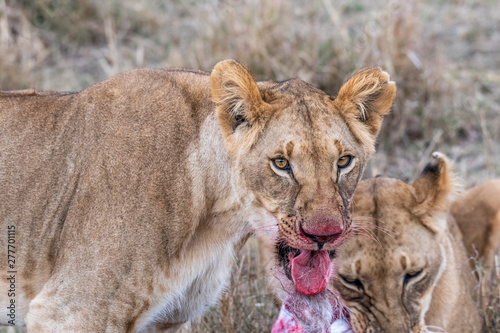 Two lioness eating the flesh of waterbuck in Maasai Mara triangle after hunting