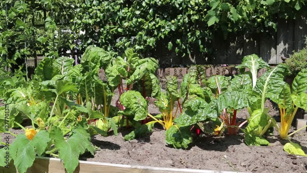 Little urban vegetable garden with colorful rainbow chard in different colors in the sun and moving through the wind in the sun Little urban vegetable garden with colorful rainbow chard in different colors in the sun and moving through the wind in the sun