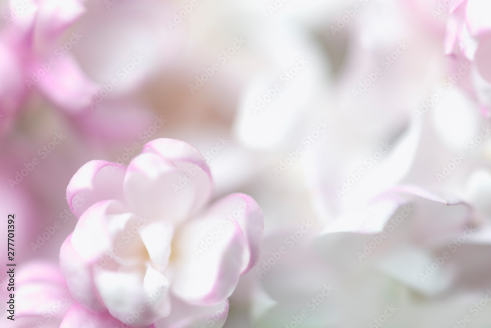 Beautiful pastel flowers close up