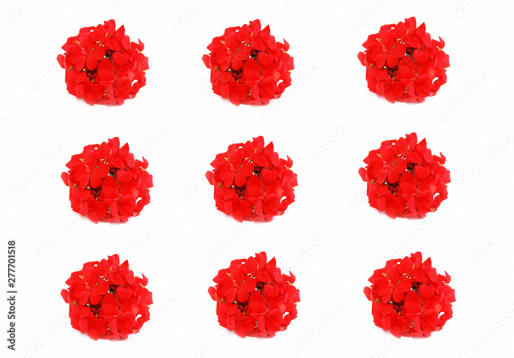 small natural flowers of red geranium on a white background