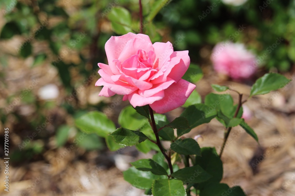 pink rose in garden