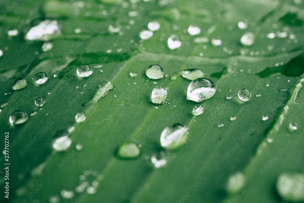 drops of water on the leaves. green nature background drops of water on the leaves. green nature background
