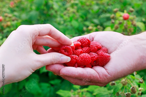 Woman taking fresh raspberries from her man's hand.