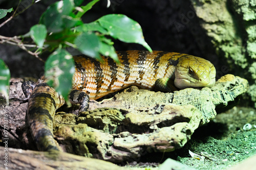 Tiliqua gigas - Giant blue-tonque skink lies and resting. photo