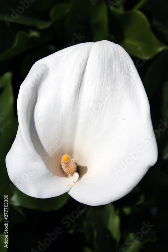 Fiore e spata di Calla bianca