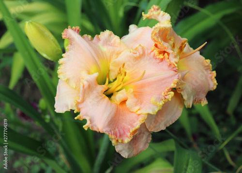 Fototapeta Naklejka Na Ścianę i Meble -  Luxury flower Daylily , Hemerocallis in the garden, close-up.Edible flower. Daylilies are perennial plants. They only bloom for 24 hours.