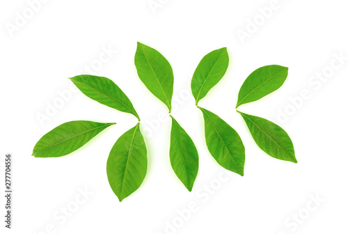 tropical leaves isolated on white background