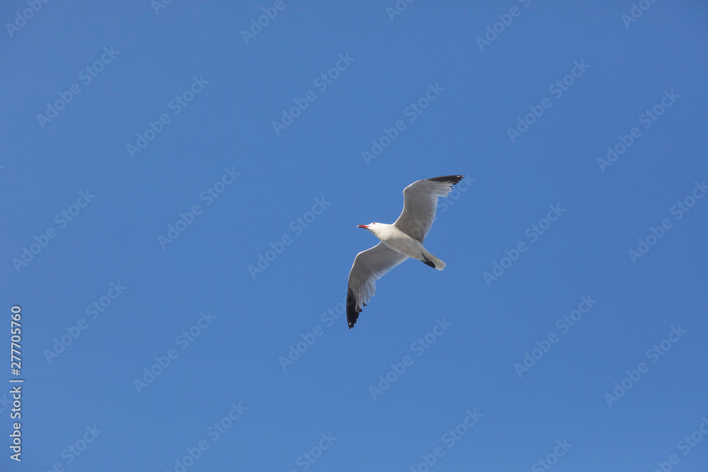 Gabbiano in volo Gabbiano in volo