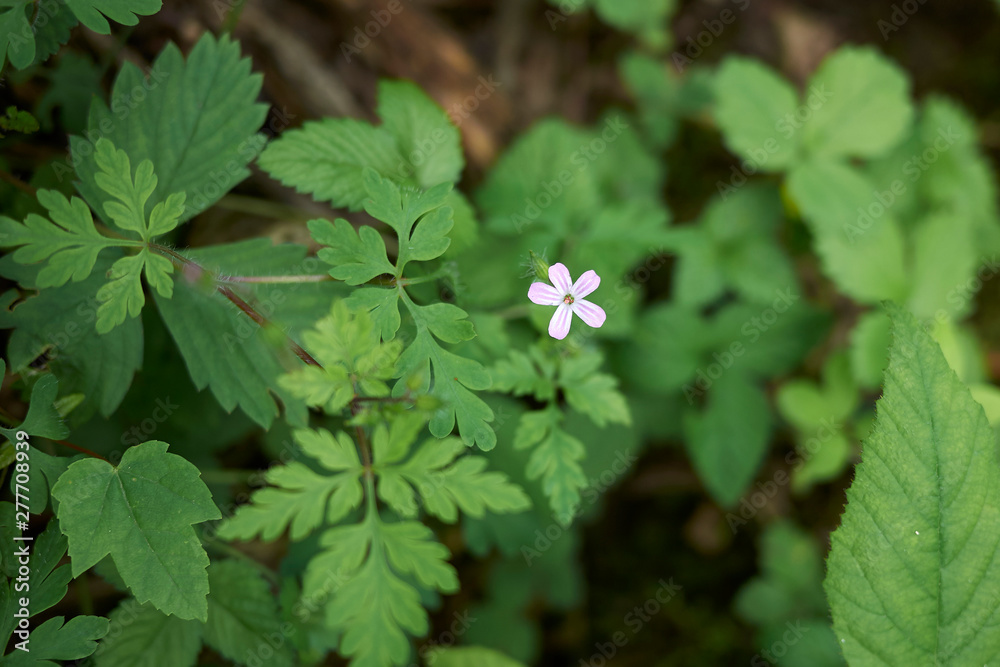 Geranium robertianum Geranium robertianum