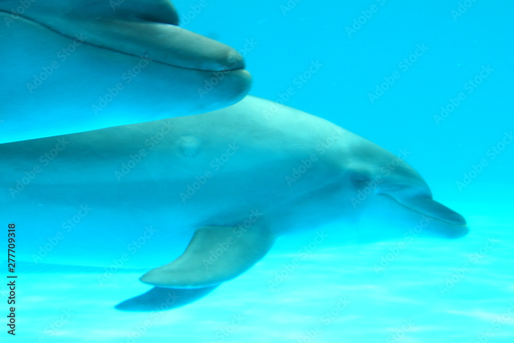 Fototapeta premium イルカ