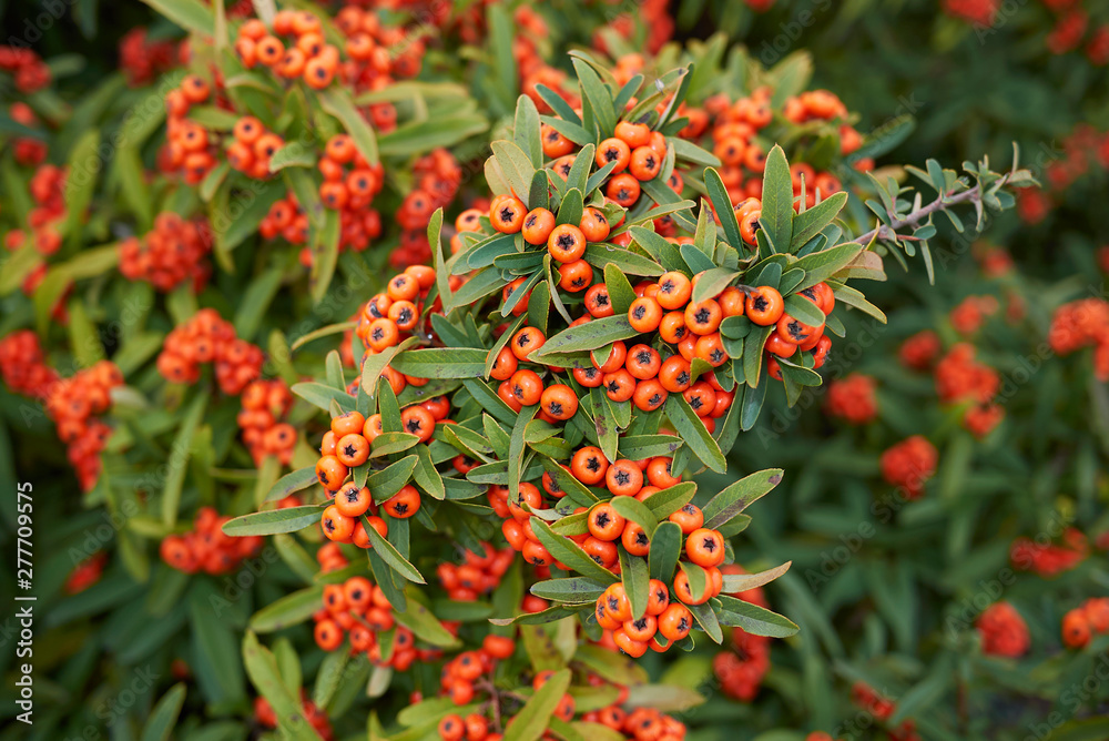 Pyracantha angustifolia Pyracantha angustifolia
