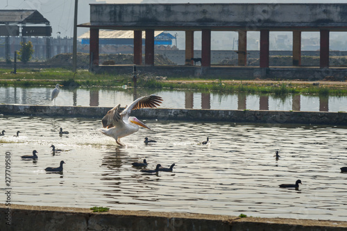 Migratory Pelican Birds and Black Ducks on Lake Anasagar in Ajmer. India photo