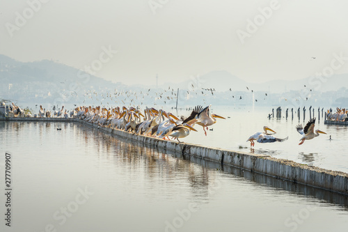 Migratory Pelican Birds on Lake Anasagar in Ajmer. India photo