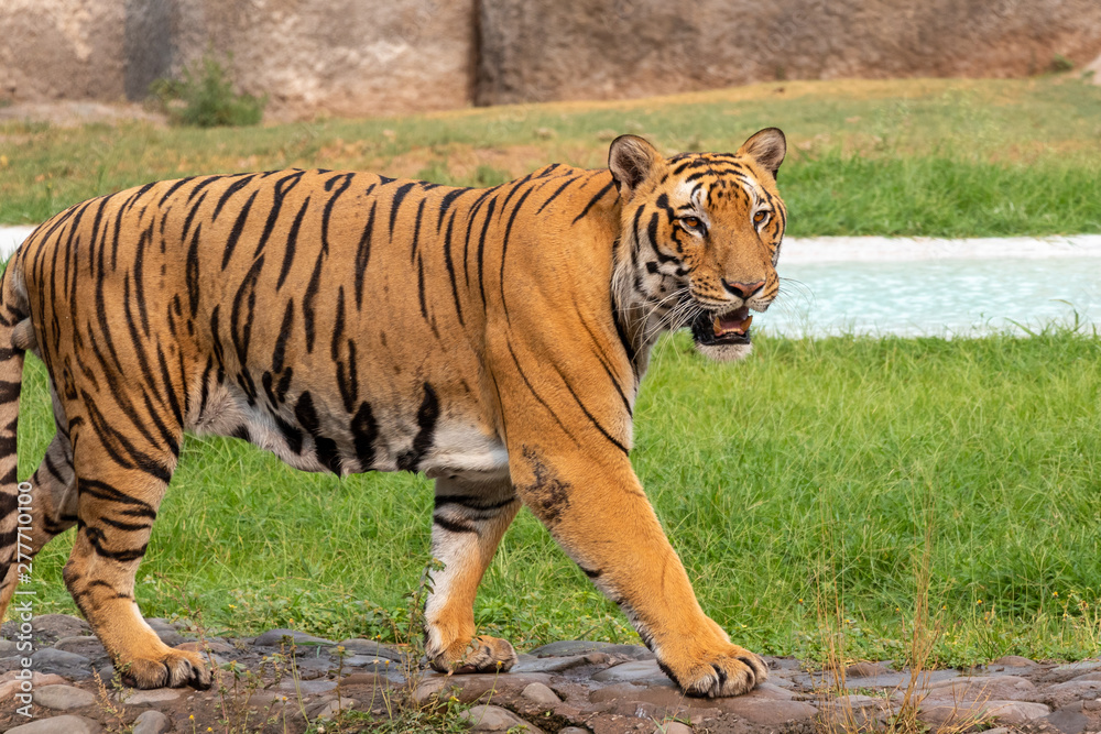 Fototapeta premium Portrait of a Royal Bengal tiger alert and staring at the camera