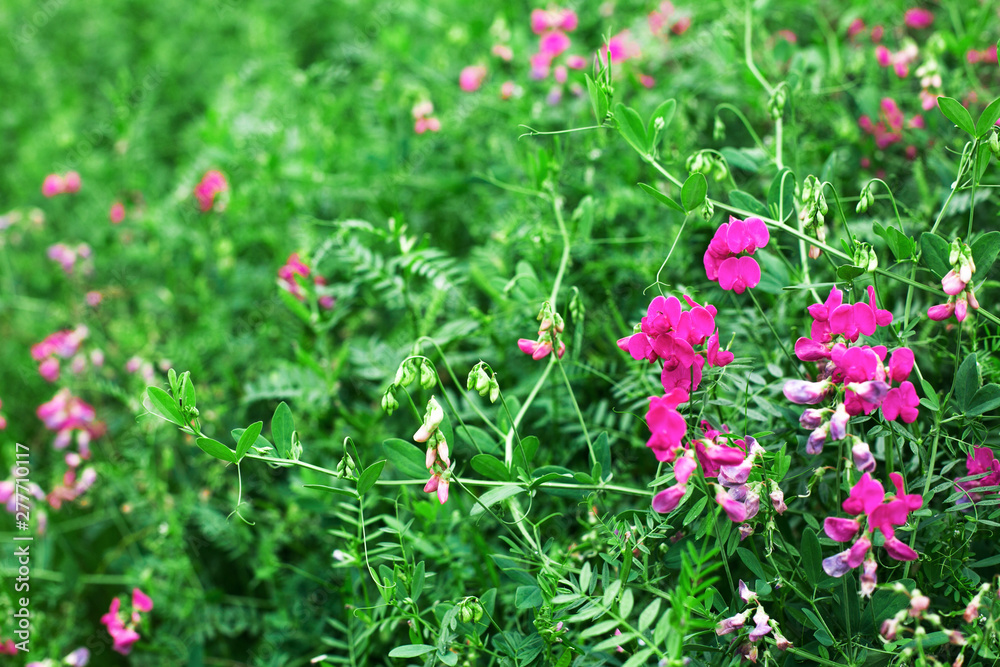 Lathyrus pratensis plant blooming in purple flowers close up Lathyrus pratensis plant blooming in purple flowers close up
