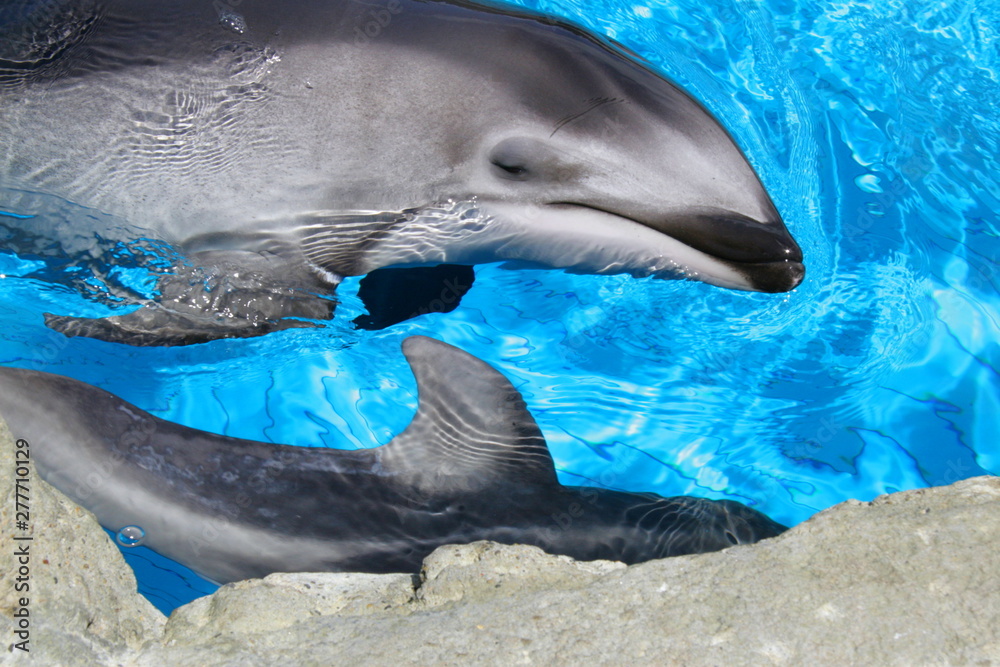 Obraz premium イルカ 親子