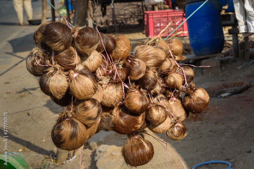 Indian woman makes fake Kasturi Deer Musk Pod from dog's skin on the street in Ajmer. India