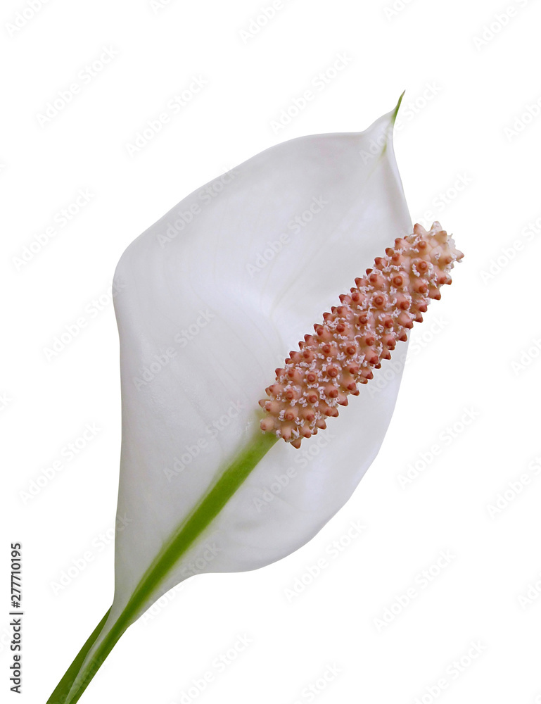 Fototapeta premium White Spathiphyllum flower isolated on a white background
