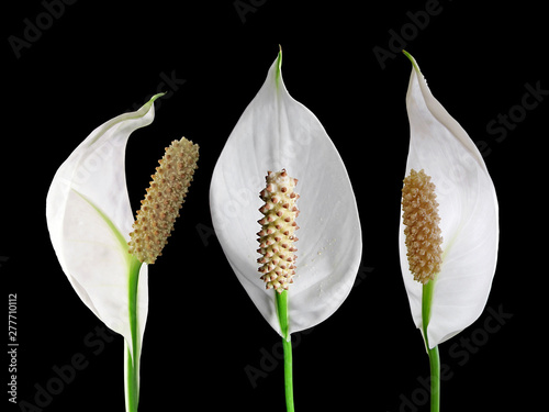 White flowers of Spathiphyllum isolated on a black background