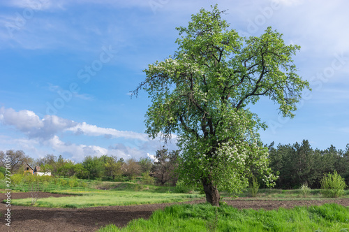 Spring landscape with lonely flowering wild pear on the edge of garden in  central Ukrainian village photo