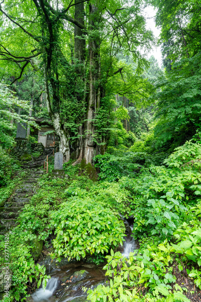 軍刀利神社奥院の大桂