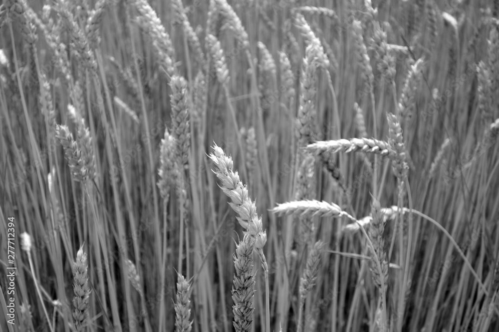 Fototapeta premium Wheat field close-up with blur effect in black and white.