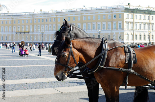 Calèches sur la place du Palais à Saint-Pétersbourg