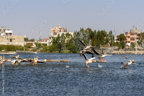 Migratory Pelican birds on Lake Anasagar in Ajmer. India