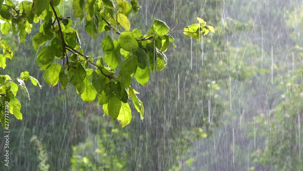 An apple tree branch is lush with bright green leaves, while raindrops delicately fall.