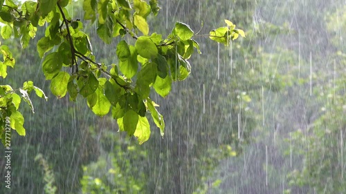 An apple tree branch is lush with bright green leaves, while raindrops delicately fall.
