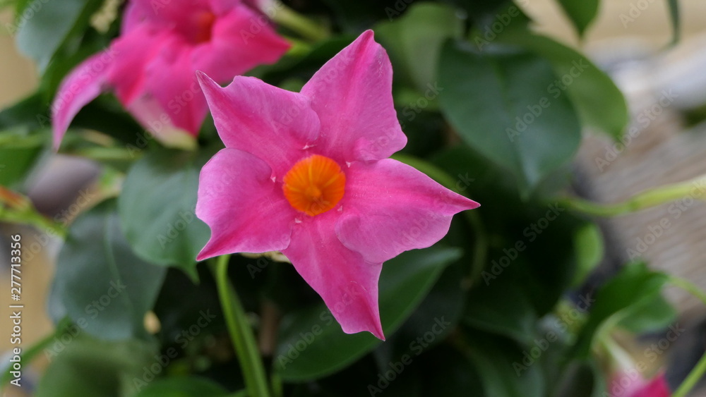 Mandevilla Sundaville Pink Piramide Mandevilla Sundaville Pink Piramide
