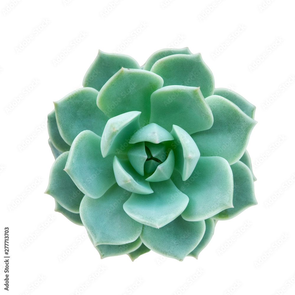 Obraz premium Top view of green echeveria succulent flowering houseplants white background