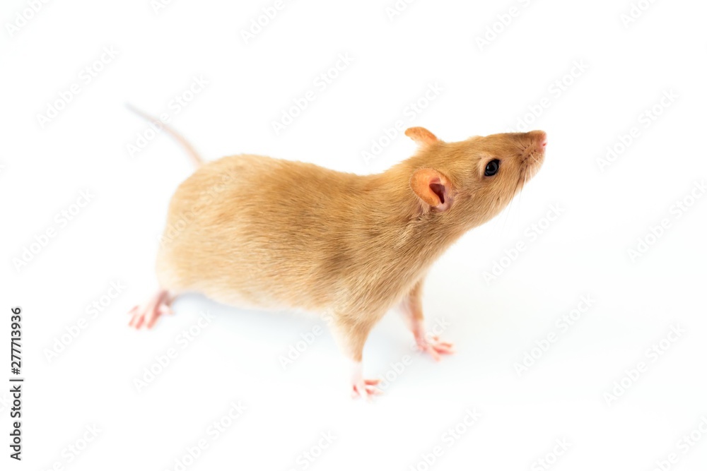 A beige golden beautiful ornamental rat is standing on a white isolated background A beige golden beautiful ornamental rat is standing on a white isolated background