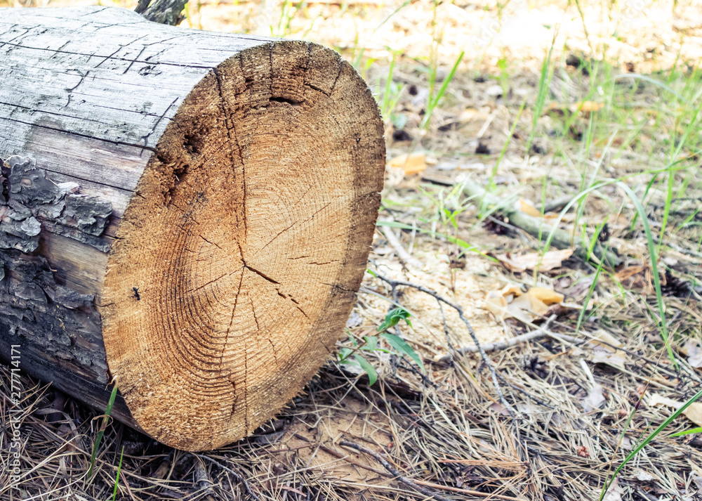 Sawed log. Sawed stump top view. Stump in the forest. Sawed log. Sawed stump top view. Stump in the forest.