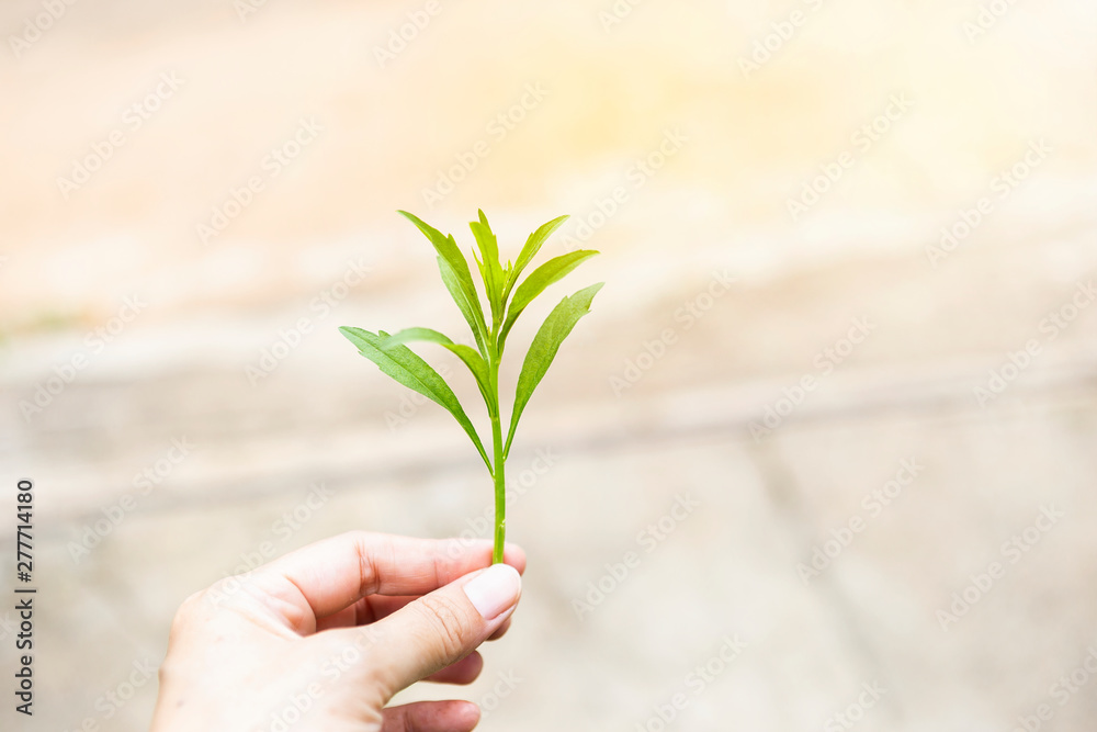 Green young plant in girl hand over blurred background, outdoor day light - obrazy, fototapety, plakaty 