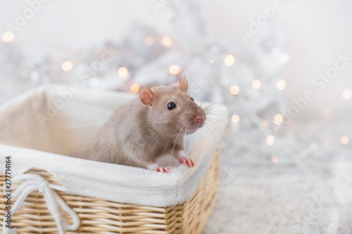 A beige golden beautiful ornamental rat is in a wicker bright basket on a New Year's holiday background of garlands, lanterns with a copy space