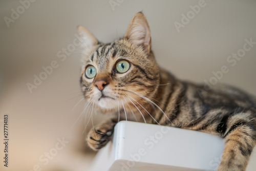Cute short hair cat looking curious and snooping at home © Krakenimages.com