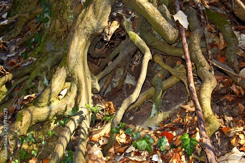 Many tree roots grows to the groung