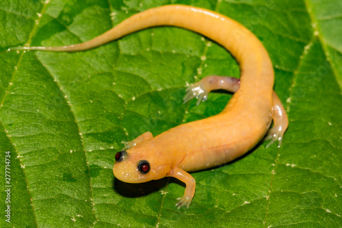 Albino Dusky Salamander photo
