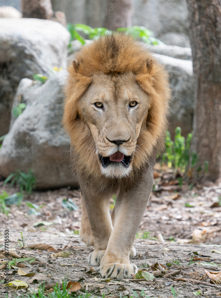 male lion walking in zoo male lion walking in zoo