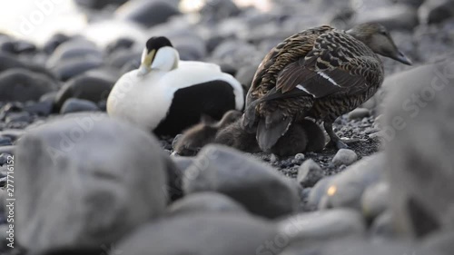 Family of common eider sea-ducks with chicks, colorful male and brown female at Jökulsárlón glacial river lagoon in the Icelandic Vatnajökull National Park photo